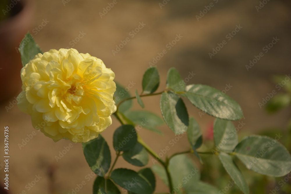Close up of a beautiful yellow with green leaves shade Rose, Rosa blooming in a garden of West Bengal, India, selective focusing