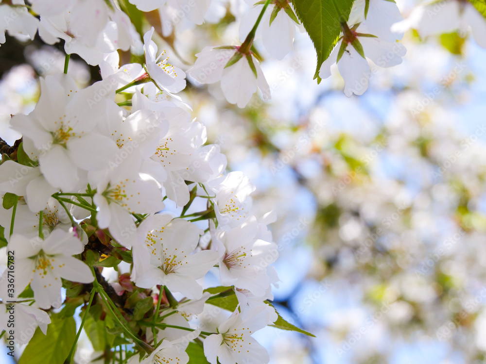 満開の桜 満開の桜
