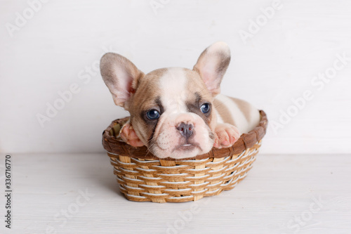 french bulldog puppy in basket