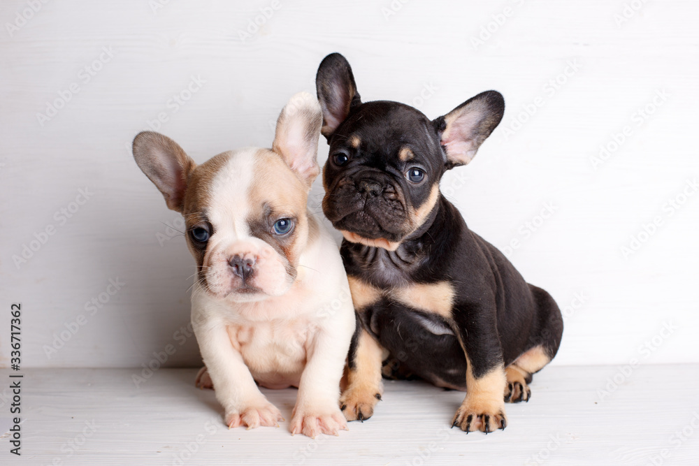 2 french bulldog puppies