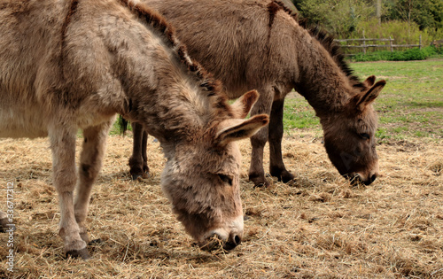 couple of donkey in Bokrijk  Belgium