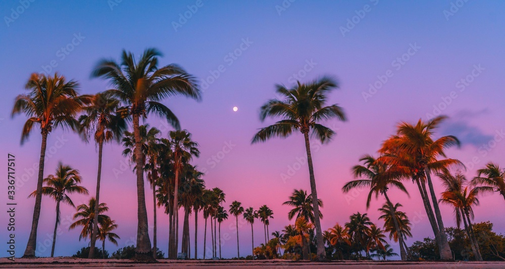 palm tree beach sky tropical sunrise sunset blue pink coconut landscape summer sea nature sun silhouette cloud eden ocean vacation prints dusk