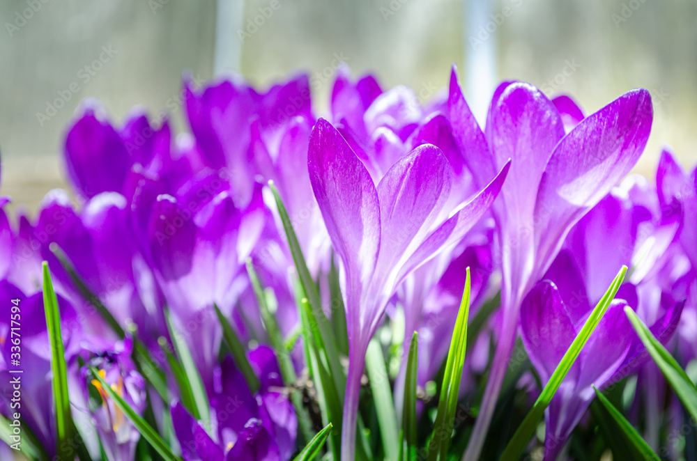 Side view close-up of stems and flowers of a small grouping of blooming purple crocus flowers against a light background Side view close-up of stems and flowers of a small grouping of blooming purple crocus flowers against a light background