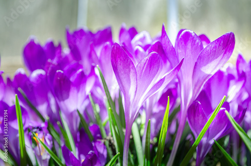 Fototapeta Naklejka Na Ścianę i Meble -  Side view close-up of stems and flowers of a small grouping of blooming purple crocus flowers against a light background