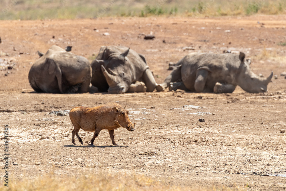 Warthog and three sleeping white rhinos in Nairobi National Park Warthog and three sleeping white rhinos in Nairobi National Park