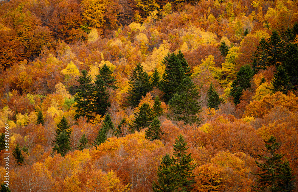 l'automne dans le val d'aran l'automne dans le val d'aran