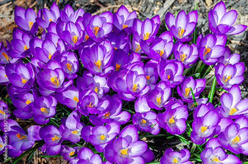 Overhead frame filled view of a grouping of blooming purple crocus flowers