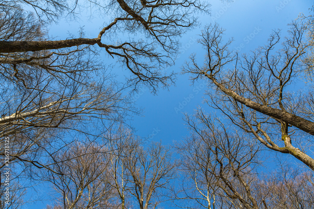 Bäume ragen in den Himmel Bäume ragen in den Himmel