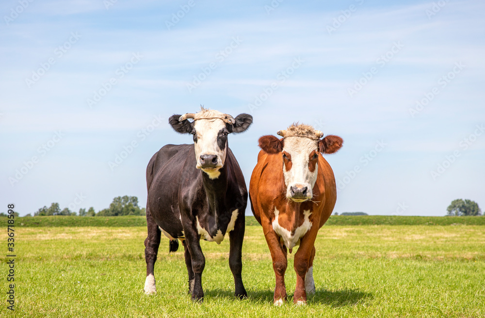 Two happy blaarkop cows with horns in a field, cattle breed known as: blisterhead, fleckvieh,