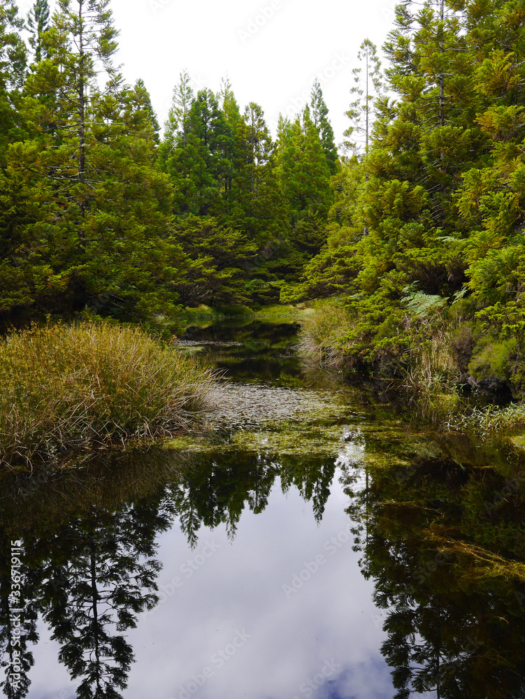 lake in the woods