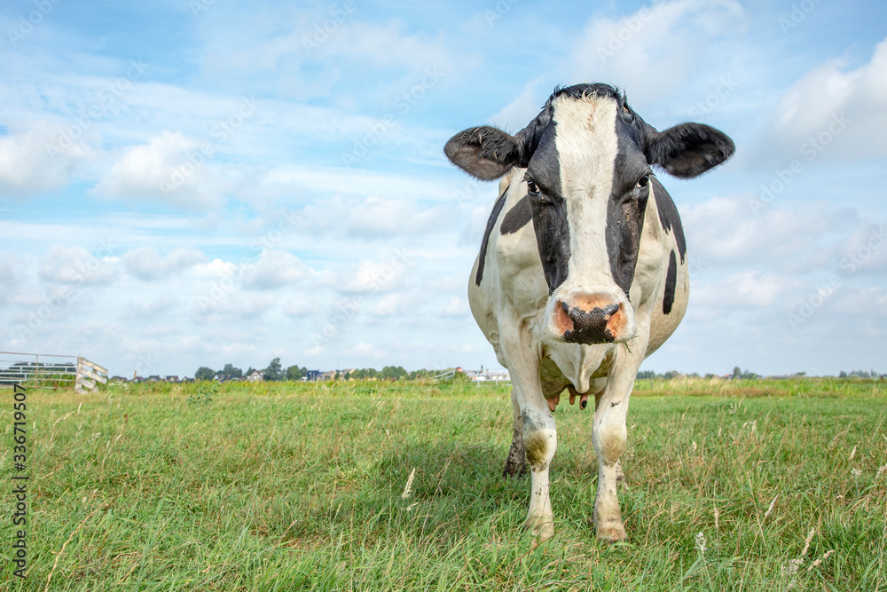 Angry cow, frisian holstein, standing sturdy in a field under a blue sky and a faraway straight horizon.