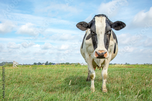 Angry cow  frisian holstein  standing sturdy in a field under a blue sky and a faraway straight horizon.