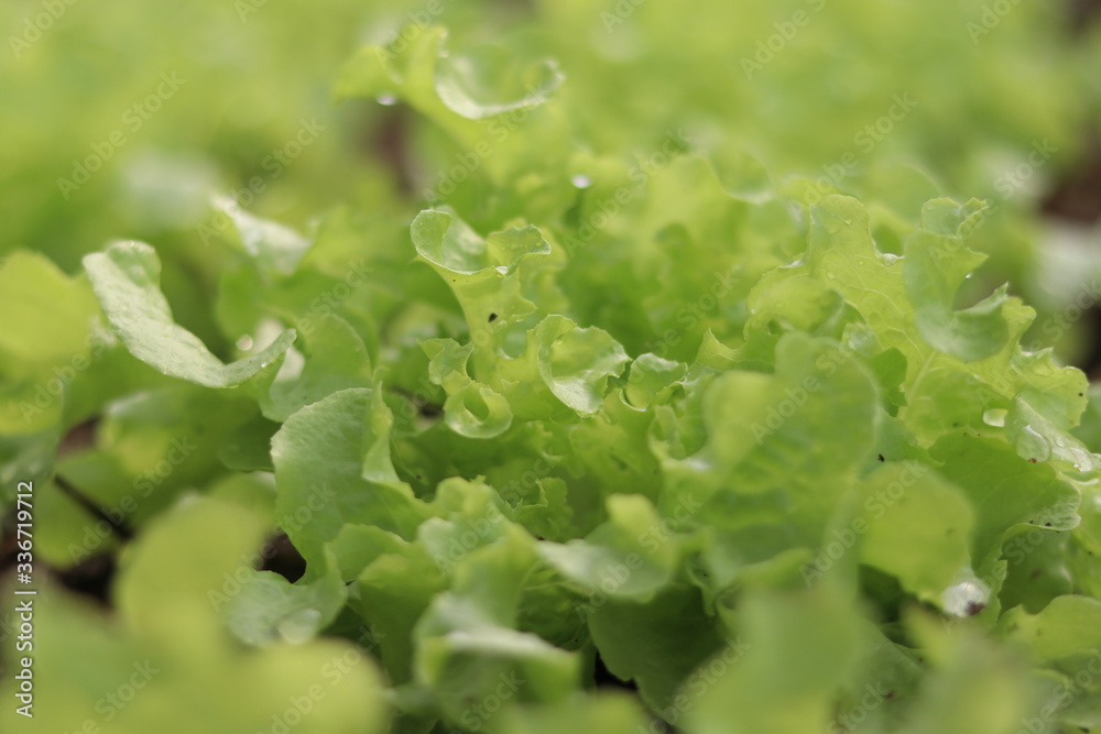 Fresh Green Oak Lettuce : Organic, Hydroponics