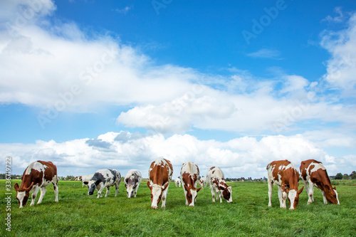 Obraz na płótnie Herd of cows graze in a field, oncoming grazing and a beautiful cloud of sky. w salonie