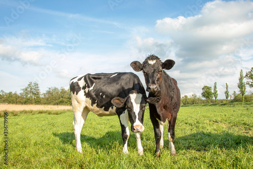 Two young black and white cows in a field under a blue sky