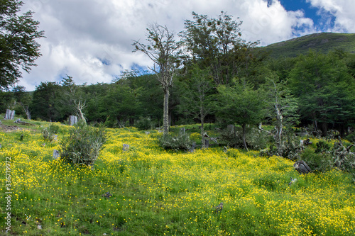 prado de flores amarillas rodeado por bosque y cielo azul