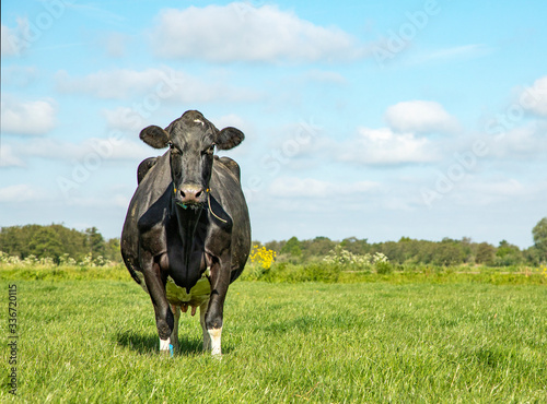 Mature big fat cow  sully look  black and front view in a green meadow and a blue sky.