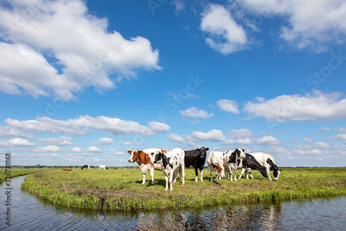 Cow at the bank of a creek, typical landscape of Holland, flat land and water and on the horizon a blue sky and white clouds. © Clara
