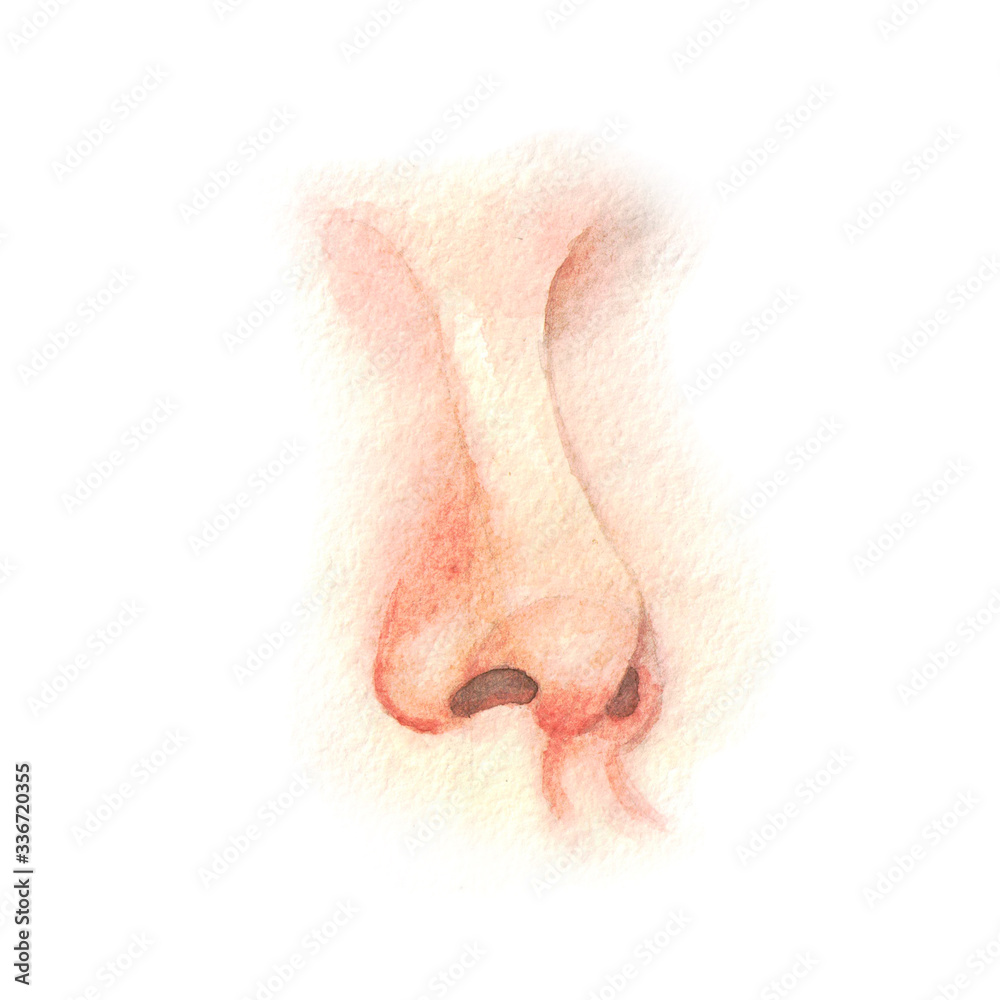 Fototapeta premium Human nose three quarter perspective. Watercolor illustration.