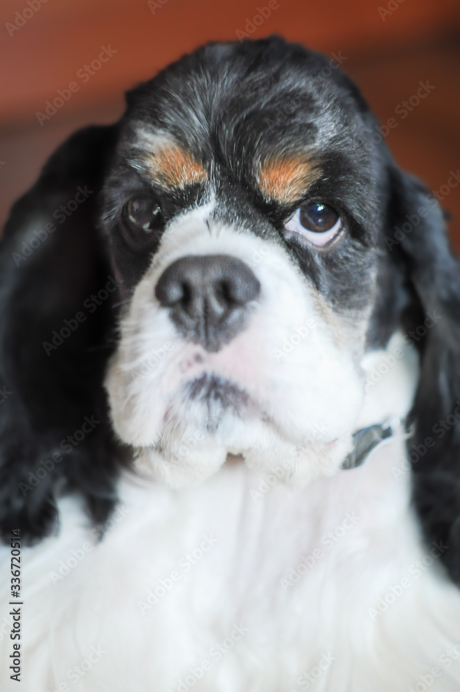 Adult cute tri-color American Cocker Spaniel