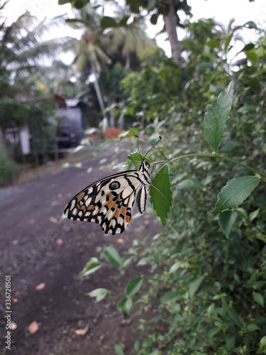 butterfly on a flower ( kupu - kupu hinggap di bunga untuk menghisap sari makanan) photo