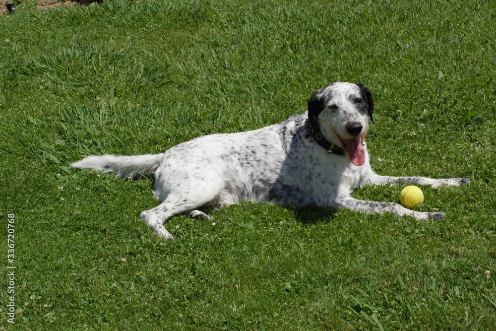 Perro feliz cruce de pointer y braco de Auvernia descansando en la hierba con juguete de pelota de tenis después de hacer ejercicio y jugar Perro feliz cruce de pointer y braco de Auvernia descansando en la hierba con juguete de pelota de tenis después de hacer ejercicio y jugar