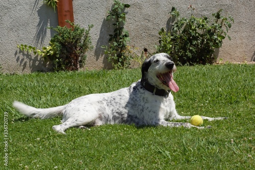 Perro feliz cruce de pointer y braco de Auvernia descansando en la hierba con juguete de pelota de tenis después de hacer ejercicio y jugar photo