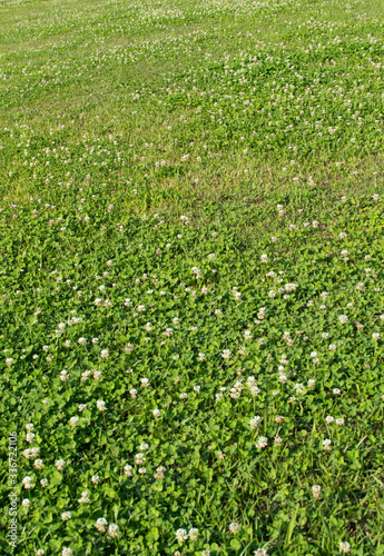 Fototapeta Naklejka Na Ścianę i Meble -  草原に咲くシロツメクサの花