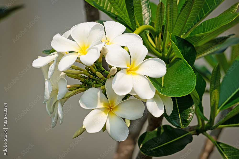 Plumeria weiss Plumeria weiss