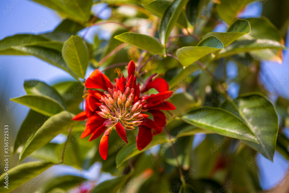 Tropical flowering plant Erythrina crist-galli: Common name Coral Tree - Flame Tree. Tropical flowering plant Erythrina crist-galli: Common name Coral Tree - Flame Tree.