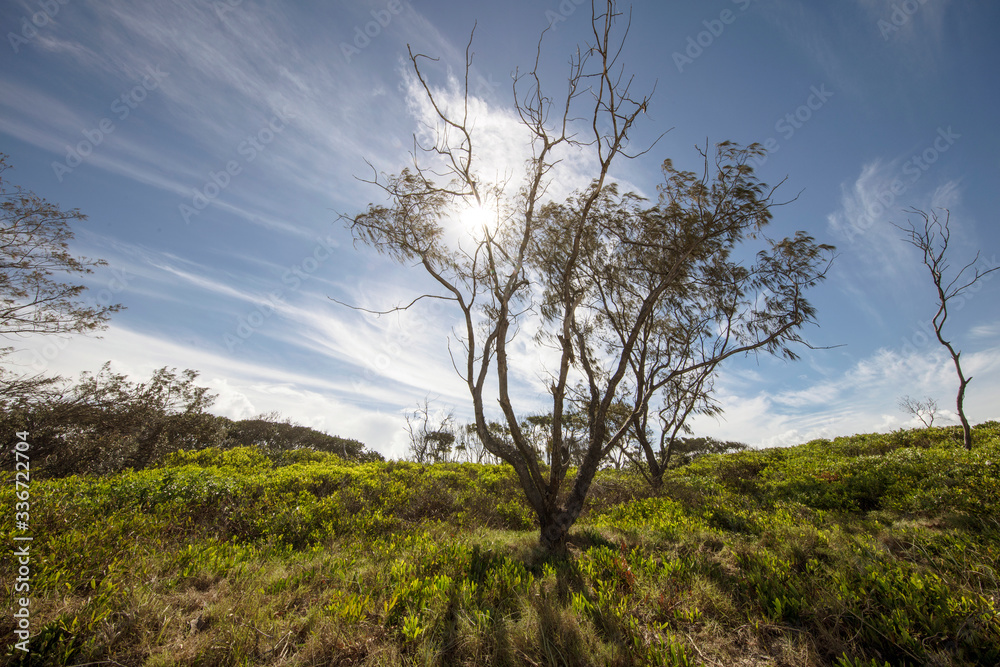 tree in the field