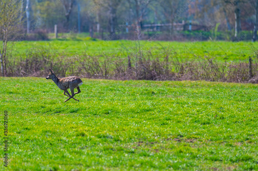 A deer in northern Germany walked across a field with great strides A deer in northern Germany walked across a field with great strides