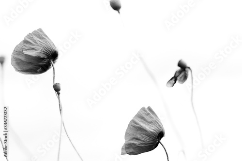 Seitliche Ansicht von im Wind tanzenden Mohnblüten in schwarz und weiß.  photo