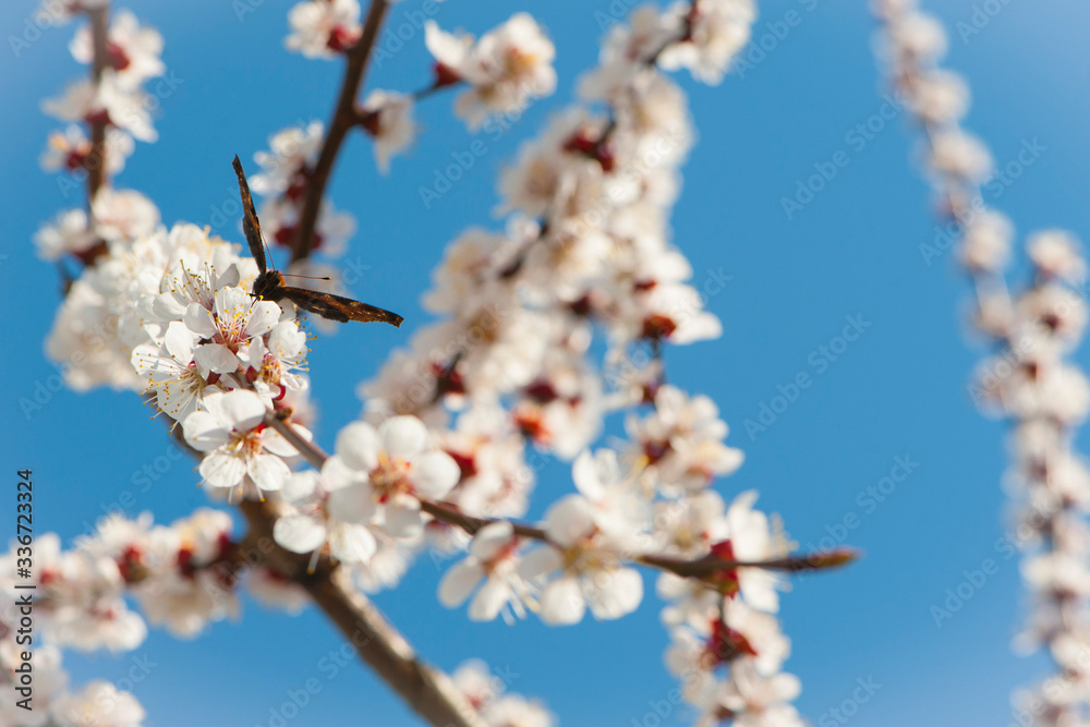 butterfly sits on a flowering tree
butterfly sits on a flowering tree