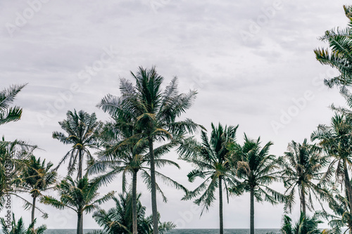 Palm Trees against overcast sky