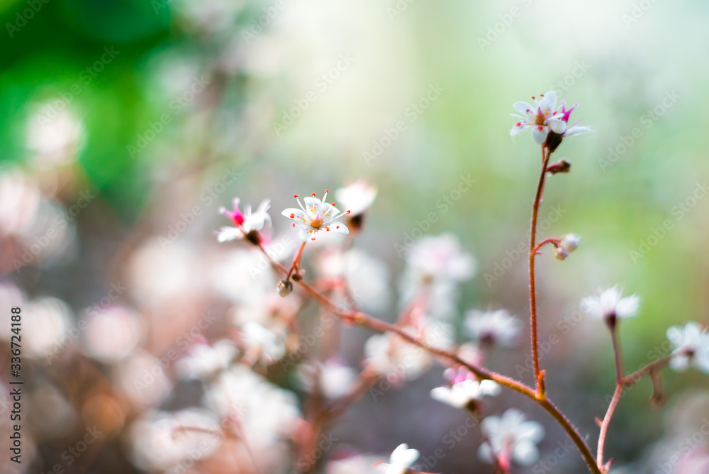 Baby breath or Gypsophila is beautiful flower in the carnation family on blurred floral nature backgrounds. Baby breath or Gypsophila is beautiful flower in the carnation family on blurred floral nature backgrounds.