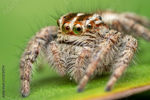 The beautiful eyes of the jumping spider