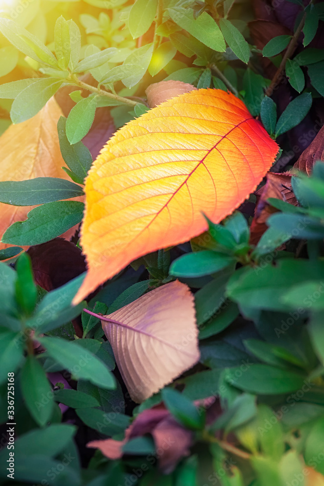 Obraz premium Orange dead leaves in the sun against a green leafy background