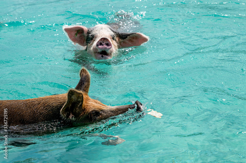 The famous feral swimming pigs of Bahamas living in an uninhabited island called Big Major Cay (better known as Pig island or Pig  beach). photo