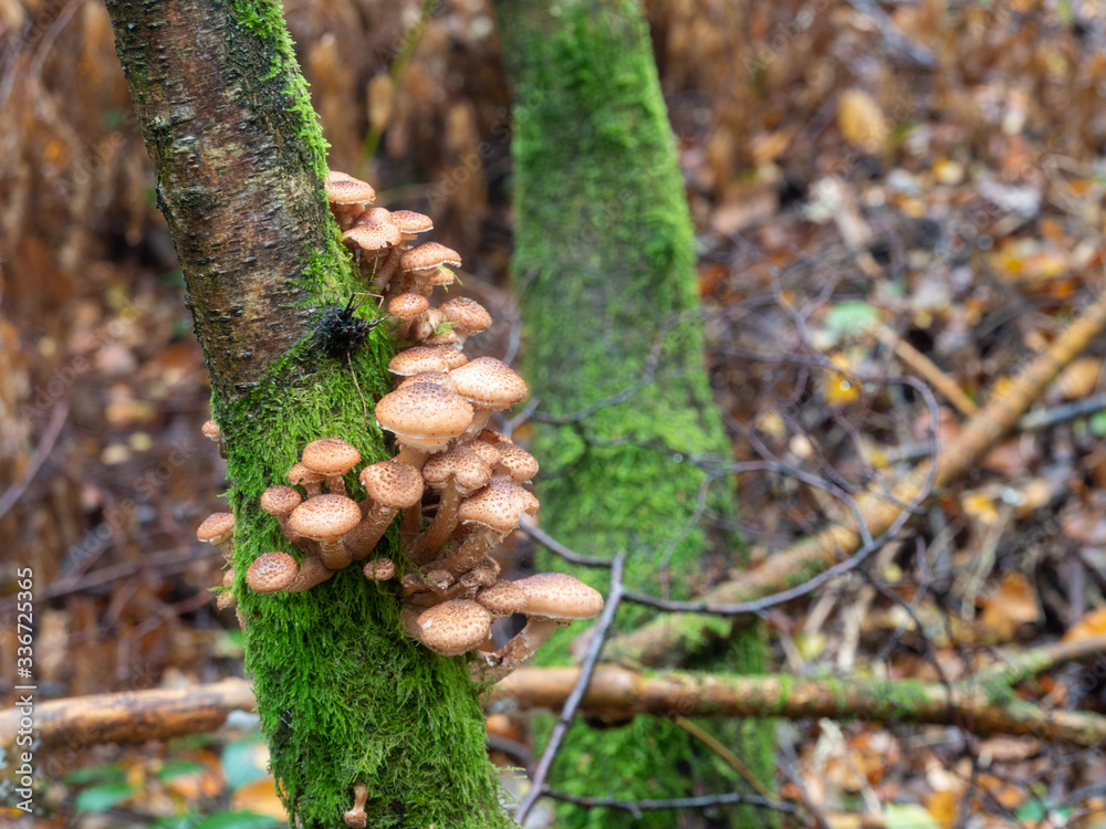 Clump of Young Honey Fungus Clump of Young Honey Fungus