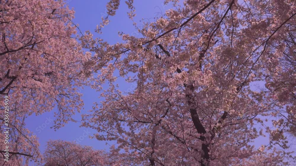 Cherry Blossom Trees Blooming in Springtime Cherry Blossom Trees Blooming in Springtime