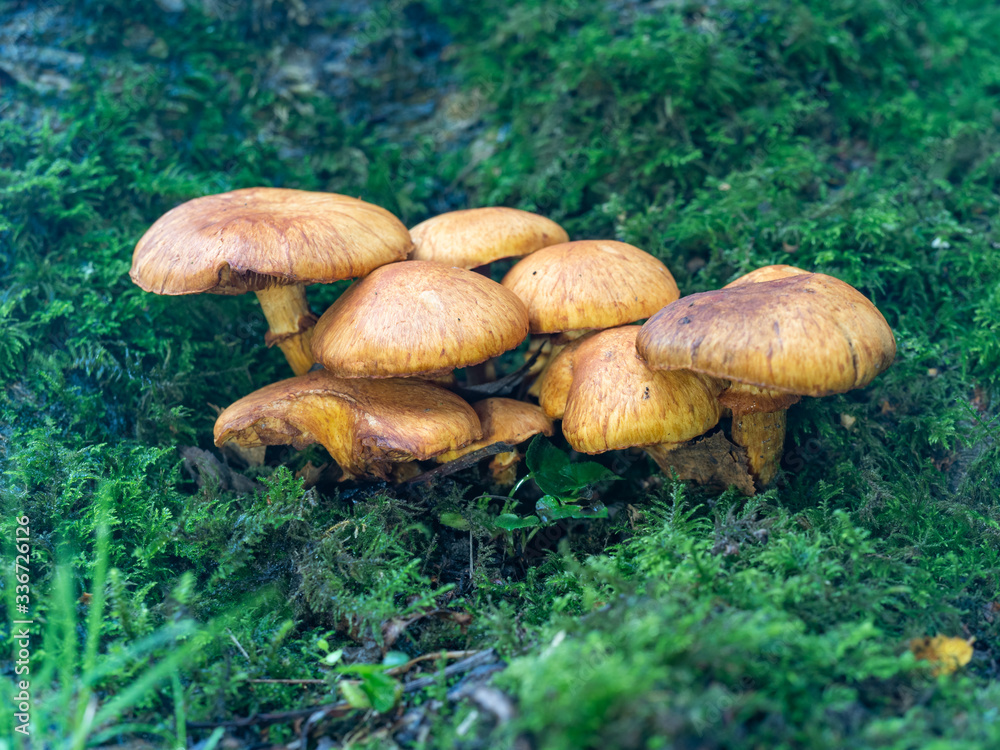 Fototapeta premium Orange Mushroom Fungi in Woodland