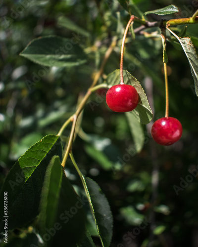 cherry on a branch