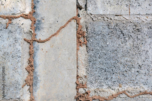 the line of termite nest on a cement wall