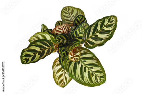 Top view of tropical 'Calathea Makoyana' Prayer Plant with beautiful pattern isolated on white background photo