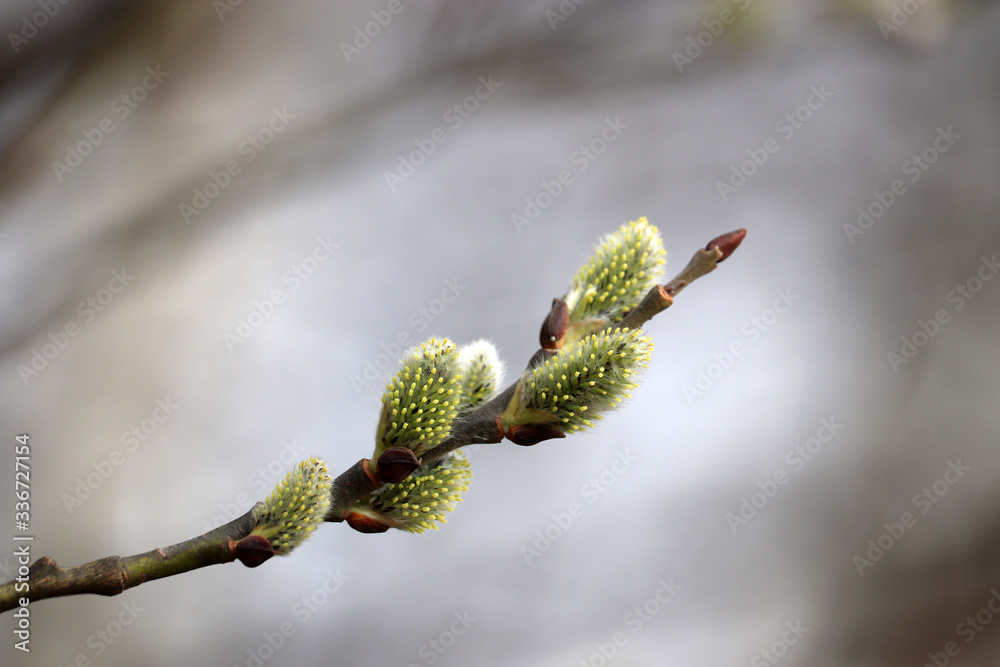 Pussy willow flowers on the branch, blooming verba in spring forest. Palm Sunday symbol, yellow catkins Pussy willow flowers on the branch, blooming verba in spring forest. Palm Sunday symbol, yellow catkins