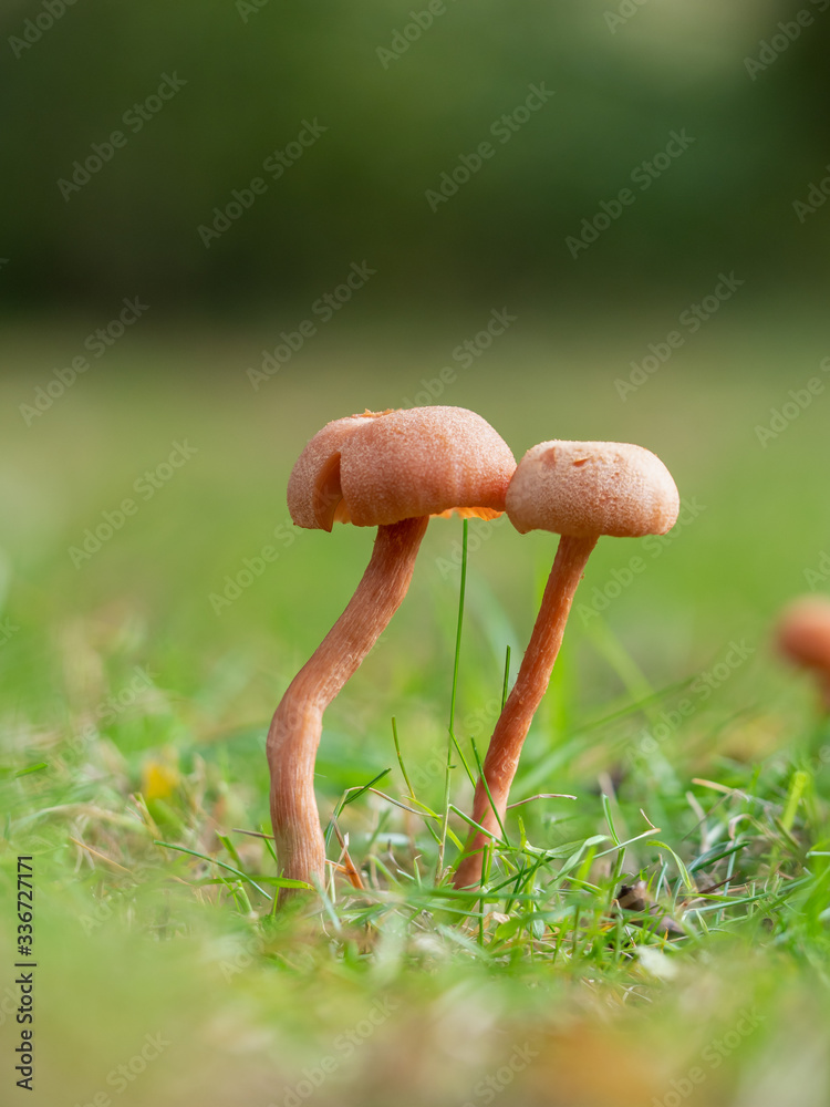 Fototapeta premium Laccaria laccata mushroom. Orange Deceiver.
