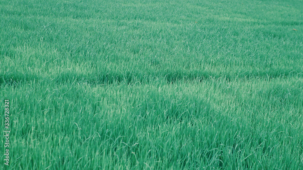 grass, natural spring background blurred green, selective focus