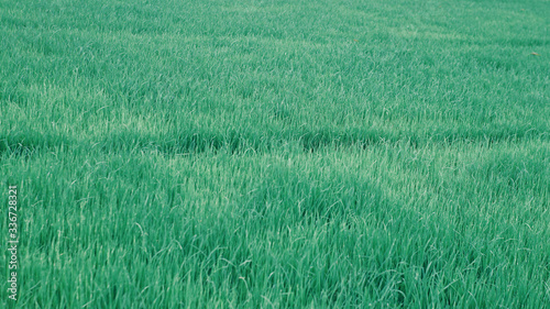 Obraz na płótnie grass, natural spring background blurred green, selective focus w salonie