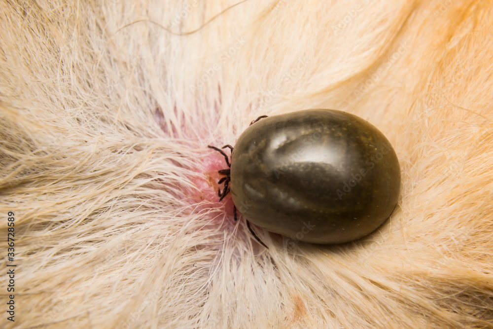 adult tick on the skin surface of a cat, before lay eggs Stock Photo Adobe Stock